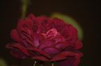 Rosier Nuits de Young
